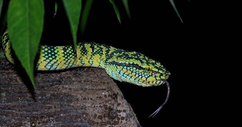 freepik/kuritafsheen77